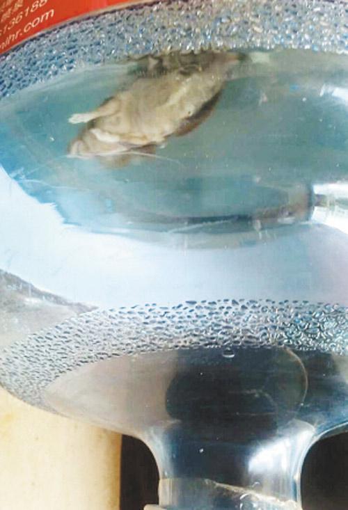 桶裝水中戲水的老鼠